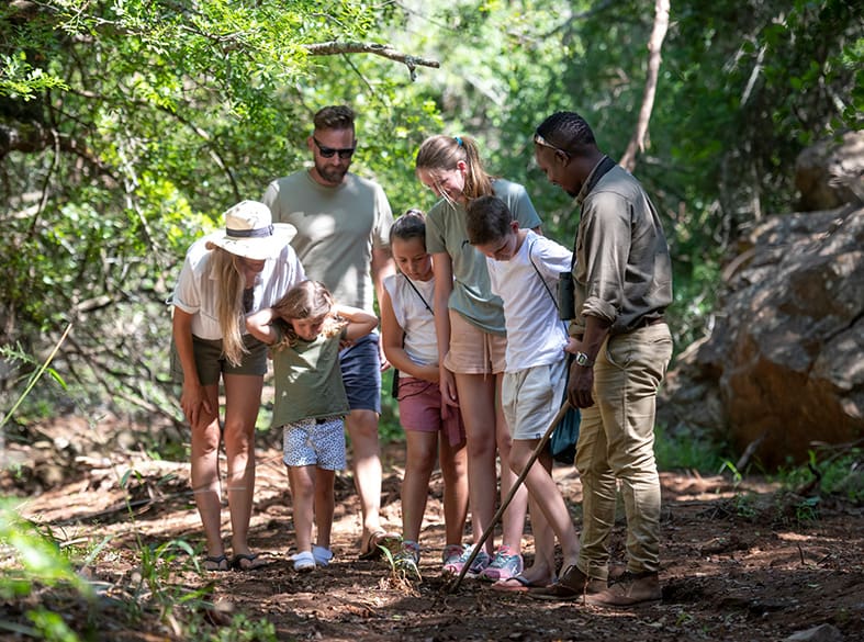 Guided bush walks