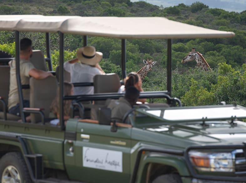 Game drive on the Founders Reserve, gallery image 2 of 6