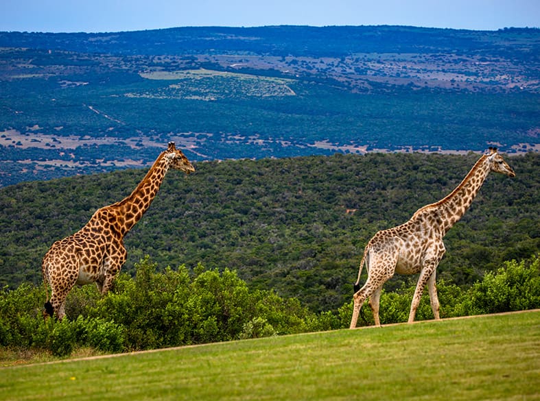 Game drive on the Founders Reserve, gallery image 3 of 6
