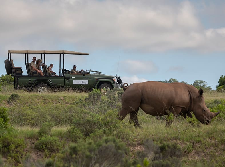 Game drive on the Founders Reserve, gallery image 4 of 6