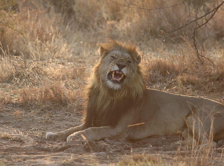 Game drive on the Founders Reserve, gallery image 5 of 6