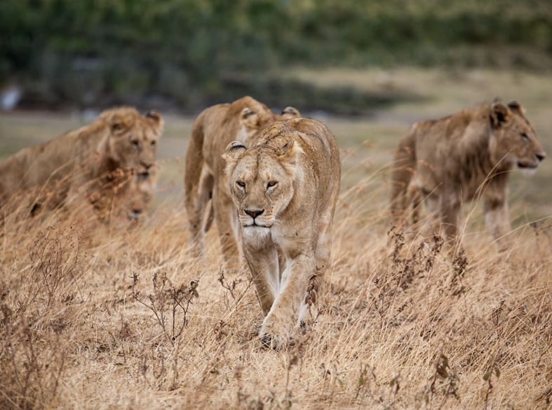 Game drive on the Founders Reserve, gallery image 6 of 6