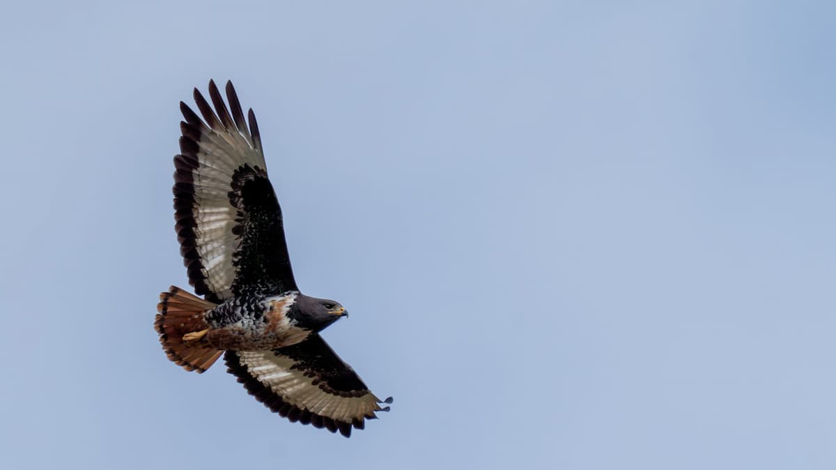 Buzzard perched on Founders Reserve