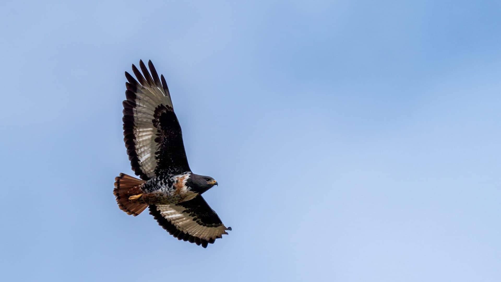 Jackal buzzard in flight