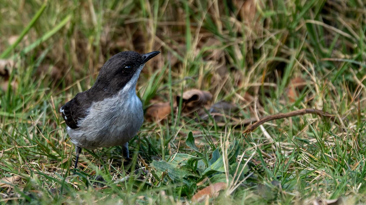 Fiscal flycatcher on Founders Reserve
