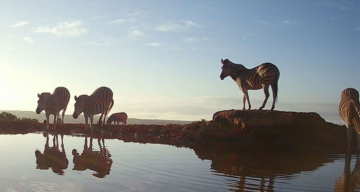 Zebra at the sunken photographic hide watering hole