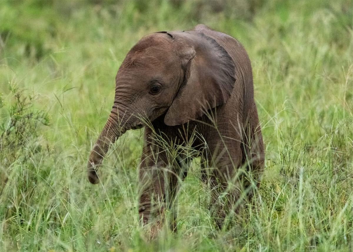 Young elephant beside the game drive track