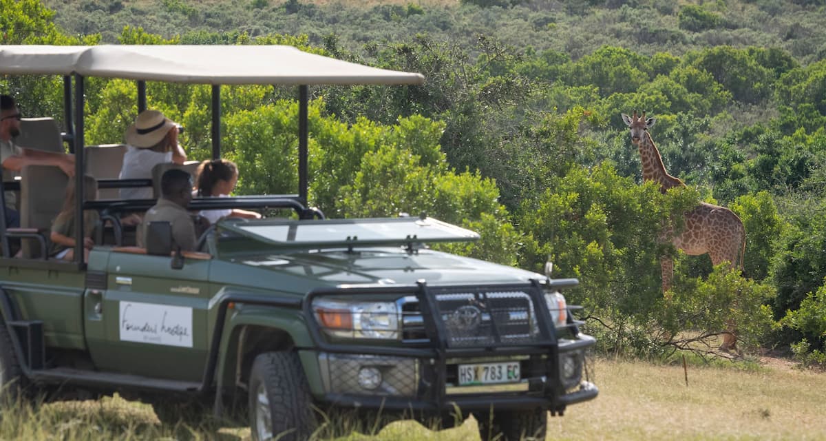 Giraffe seen from a game drive vehicle