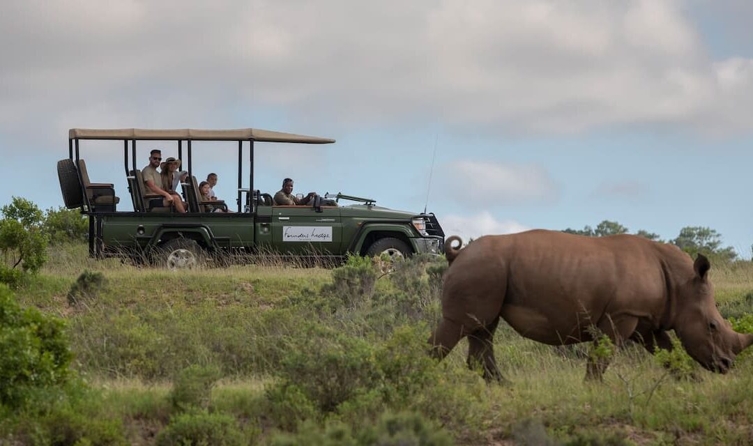 Kruger vs a Private Game Reserve: Which Safari Is Right for You?