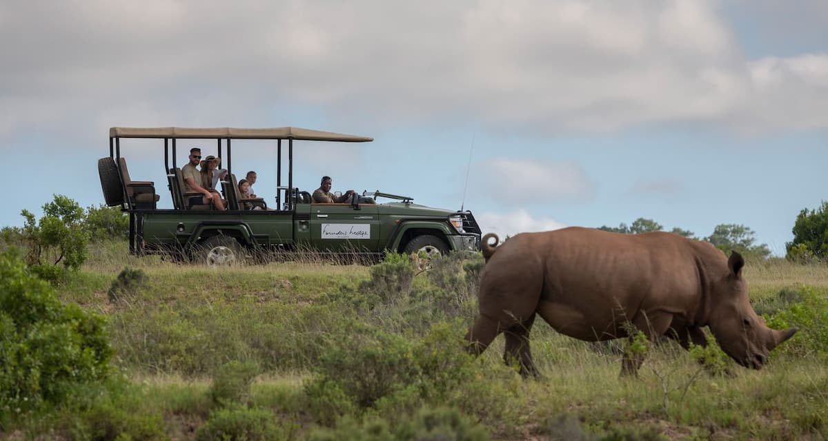 Rhino viewed from a game drive vehicle