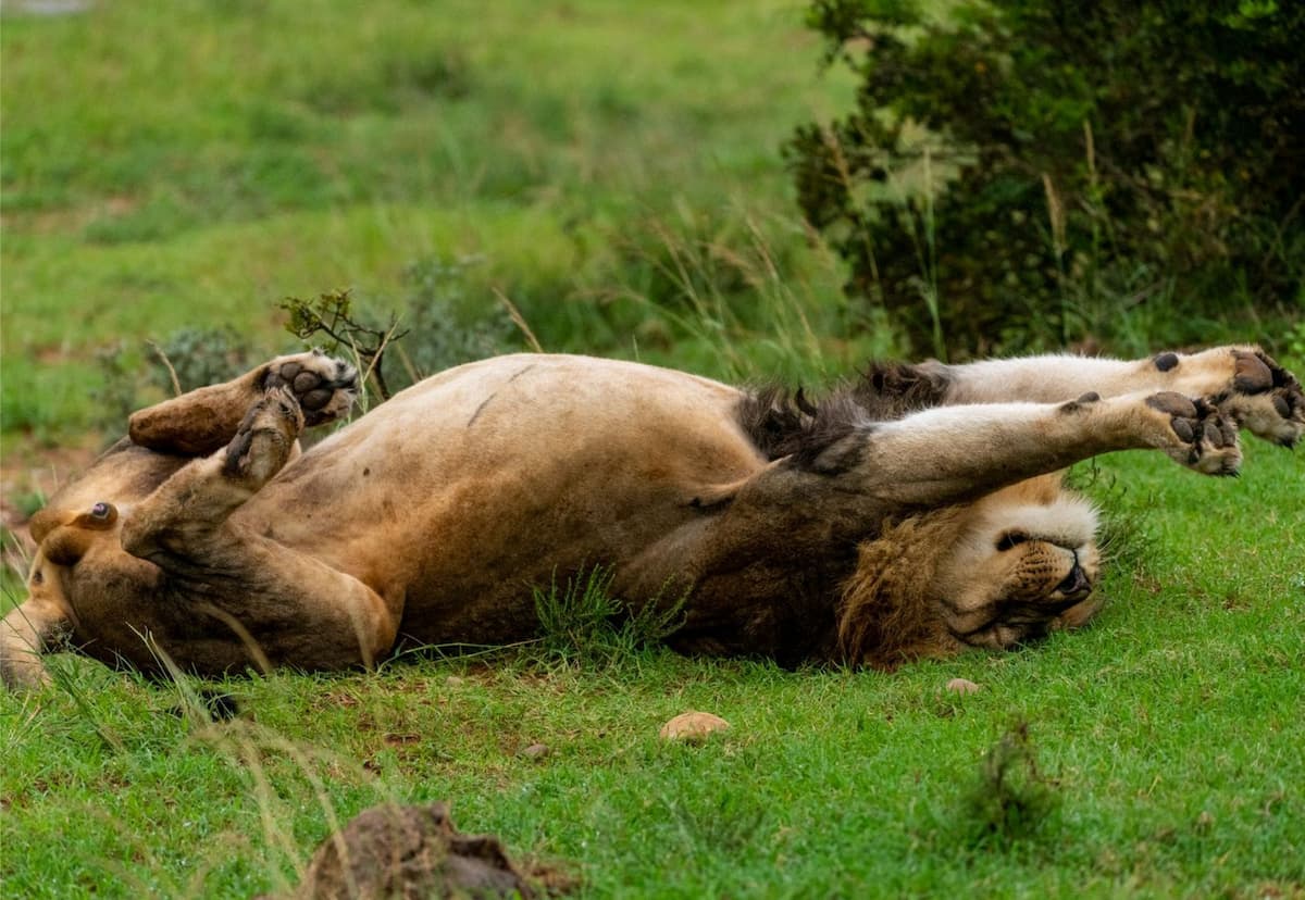 Lion stretching during a morning game drive