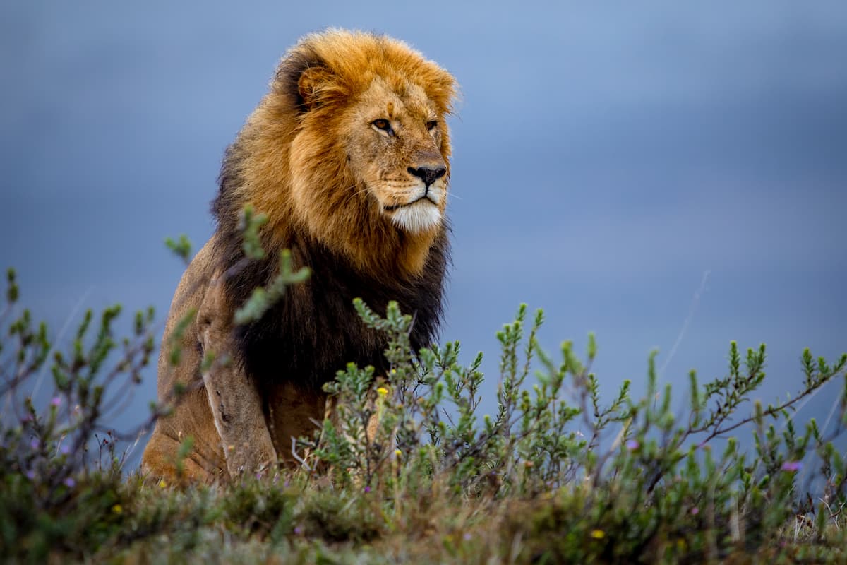 Lion surveying the landscape at Founders Reserve