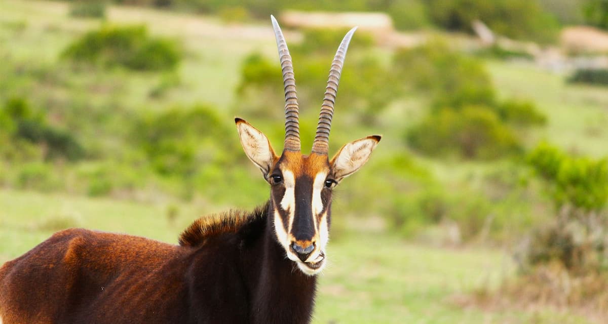 Sable antelope on Founders Reserve