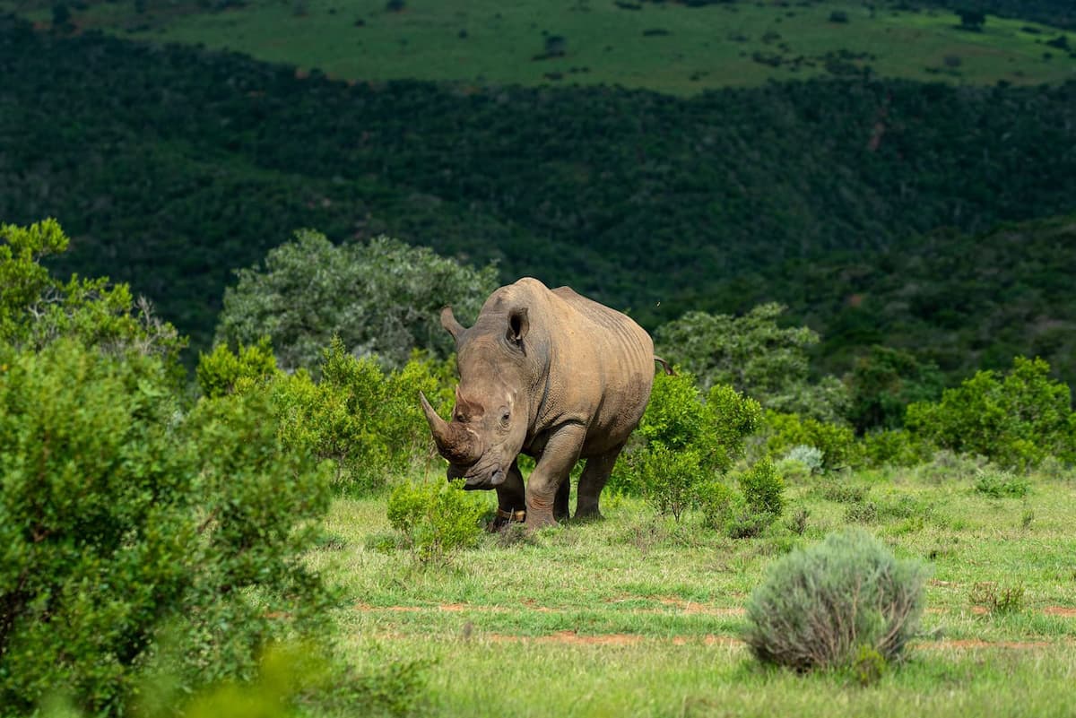 Rangers monitoring rhino on Founders Reserve