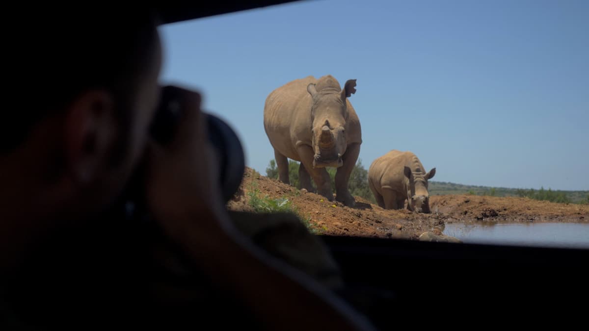 Rhino at the waterhole viewed from the sunken photographic hide