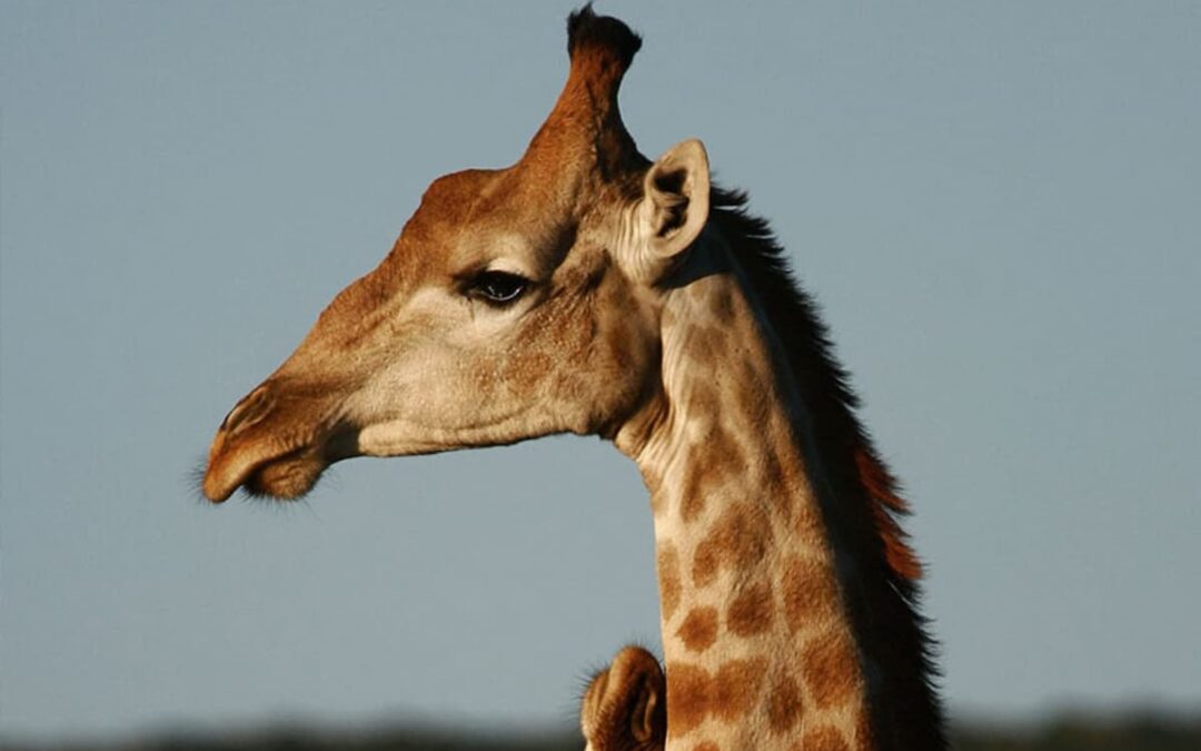 How Many Days Do You Need on Safari?