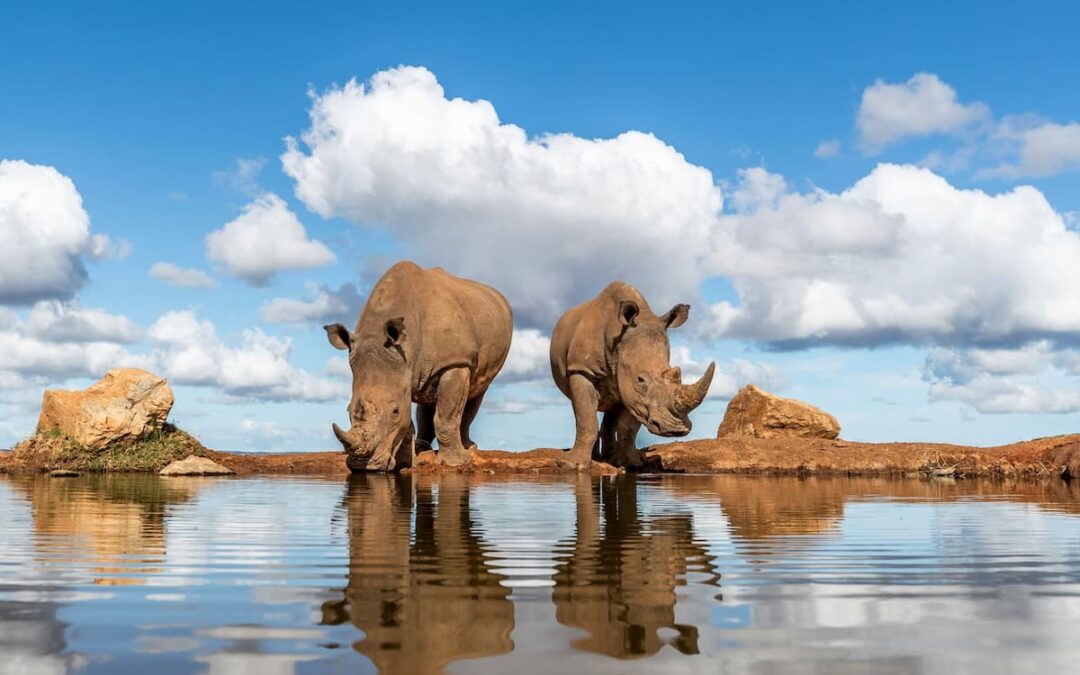 Best Time for an Eastern Cape Safari: A Season by Season Guide
