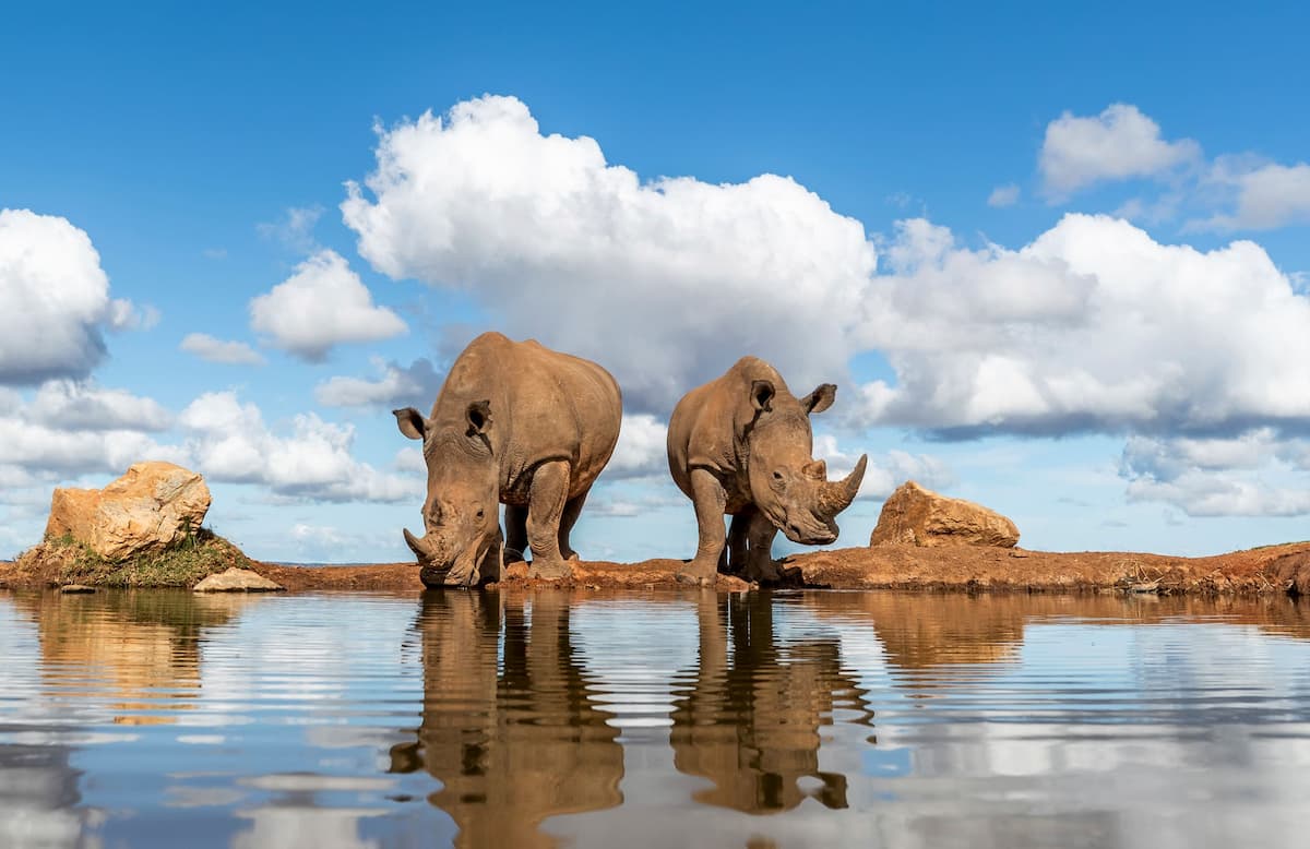 Rhino drinking, seen from the photographic hide