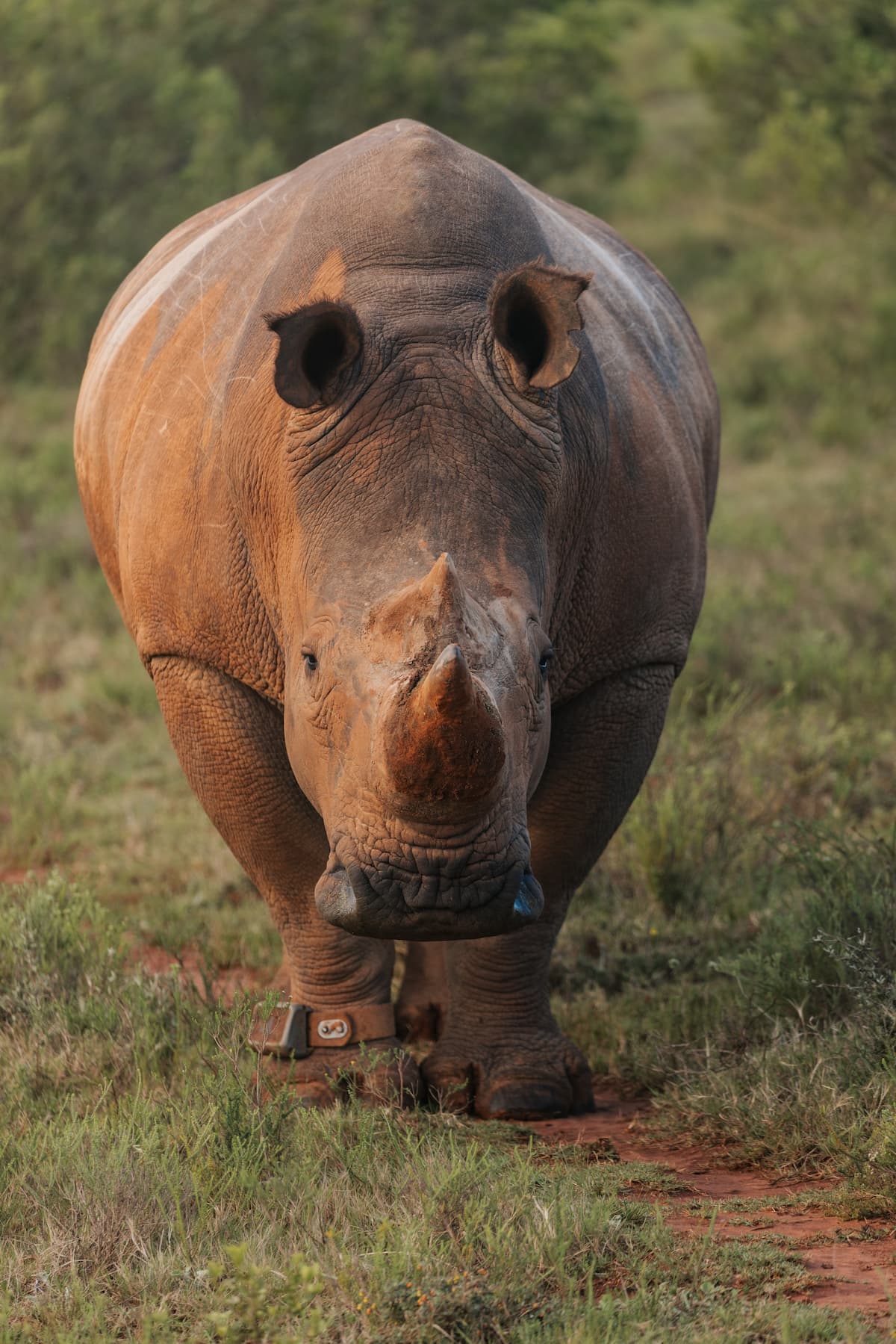 Rhino on Founders Reserve