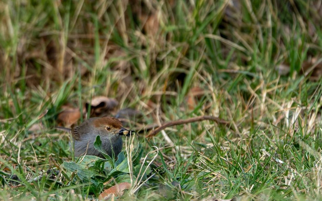 Small Moments of the Bush