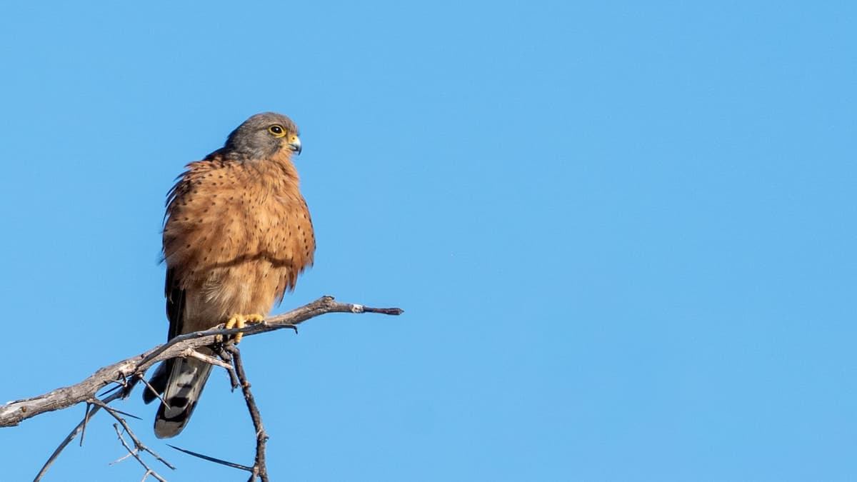 Rock kestrel perched on a branch