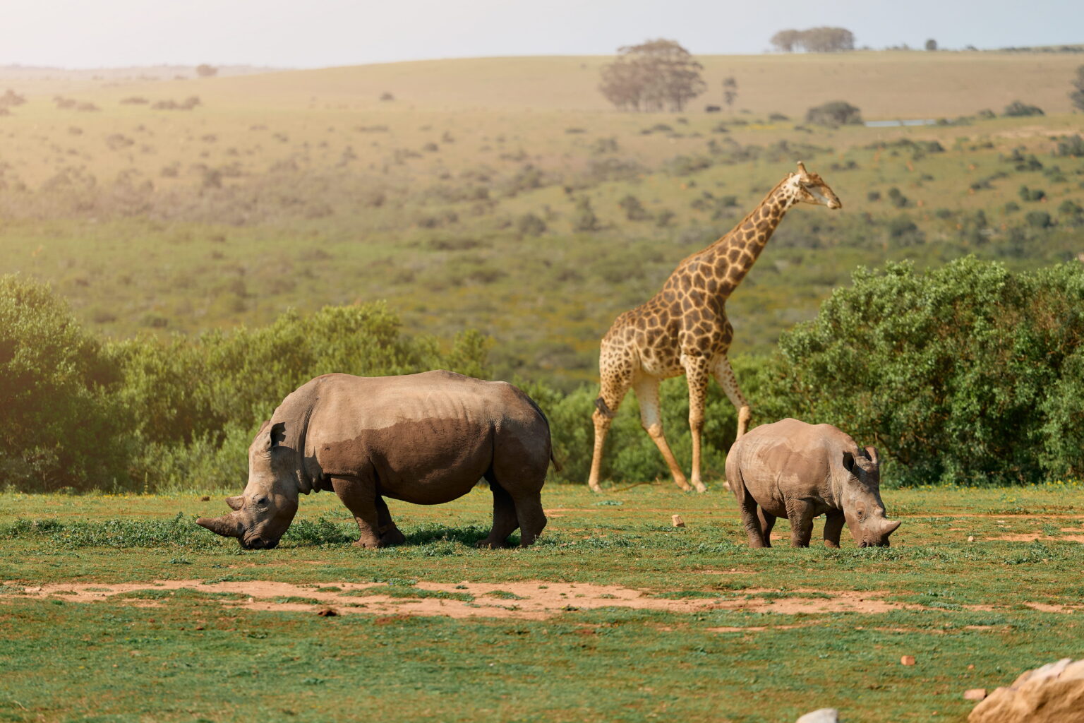 Two white rhino grazing on Founders Reserve with a giraffe walking behind them, rolling Eastern Cape hills beyond.